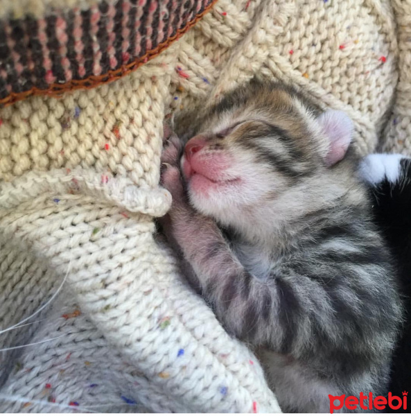 Tekir Kedi, Kedi  Leo fotoğrafı
