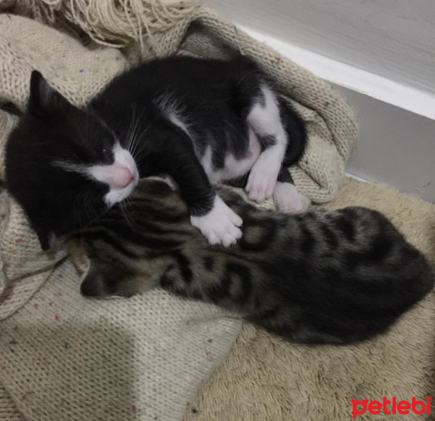 Tekir Kedi, Kedi  Leo fotoğrafı