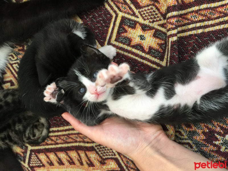 Tekir Kedi, Kedi  Leo fotoğrafı