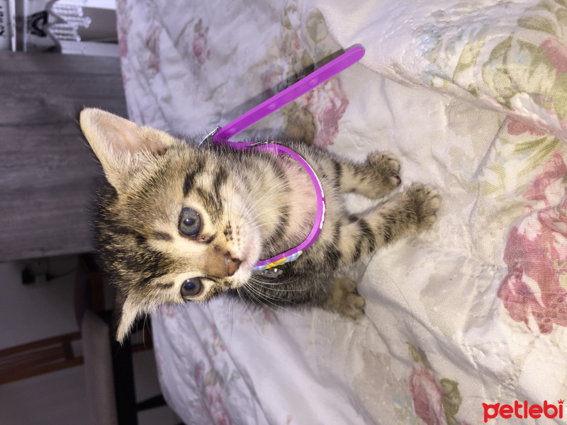 Tekir Kedi, Kedi  Leo fotoğrafı