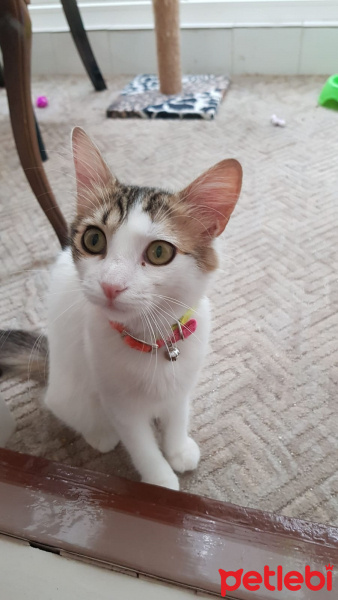 Tekir Kedi, Kedi  Düğme fotoğrafı