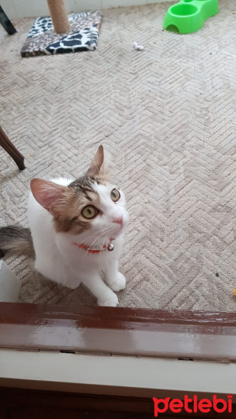 Tekir Kedi, Kedi  Düğme fotoğrafı