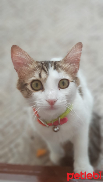 Tekir Kedi, Kedi  Düğme fotoğrafı