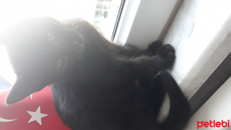 York Chocolate, Kedi  Şanslı fotoğrafı