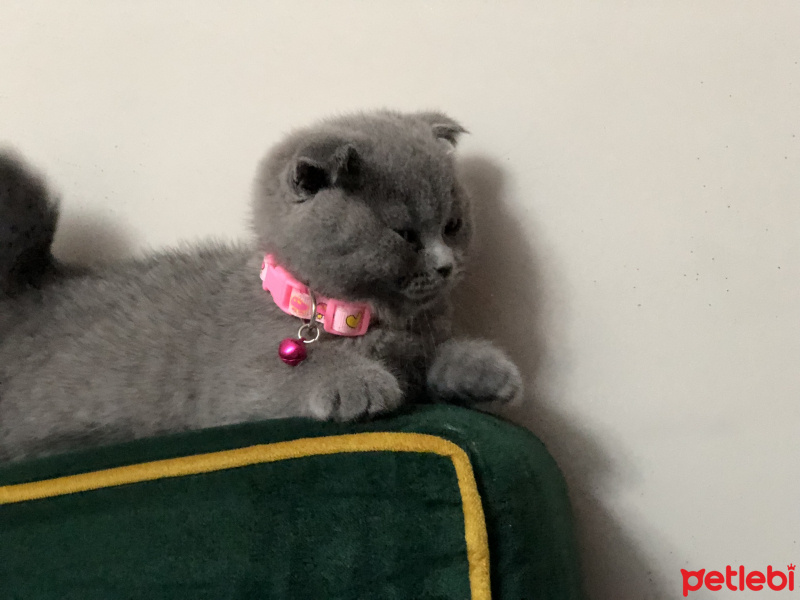 Scottish Fold, Kedi  Minnoş fotoğrafı