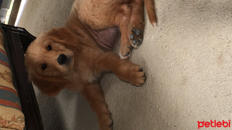 Golden Retriever, Köpek  Oscar fotoğrafı