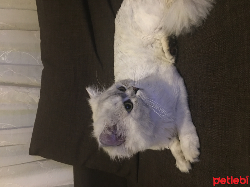 Chinchilla, Kedi  Taci fotoğrafı