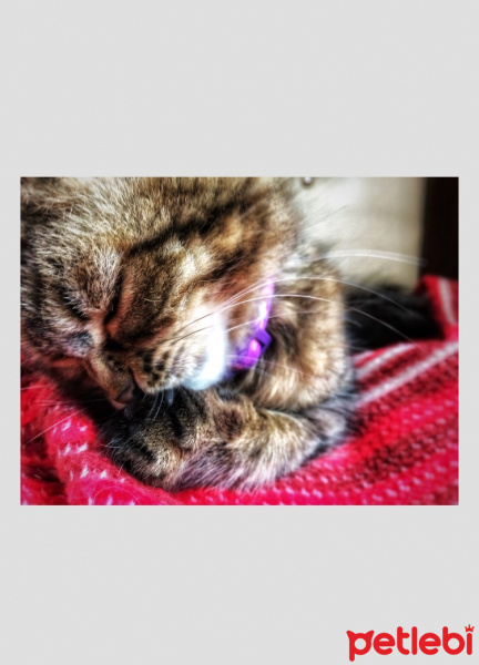 Tekir Kedi, Kedi  Toprak fotoğrafı