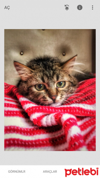 Tekir Kedi, Kedi  Toprak fotoğrafı