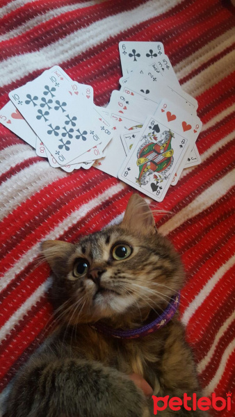 Tekir Kedi, Kedi  Toprak fotoğrafı