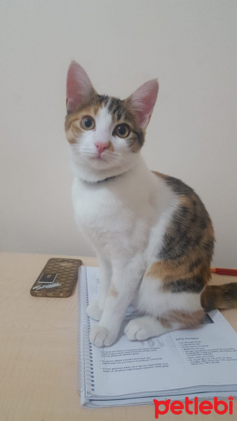 Tekir Kedi, Kedi  Yılışık fotoğrafı