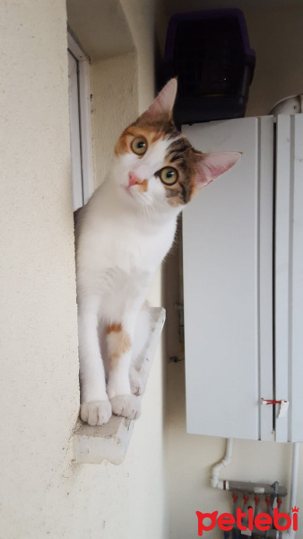 Tekir Kedi, Kedi  Yılışık fotoğrafı