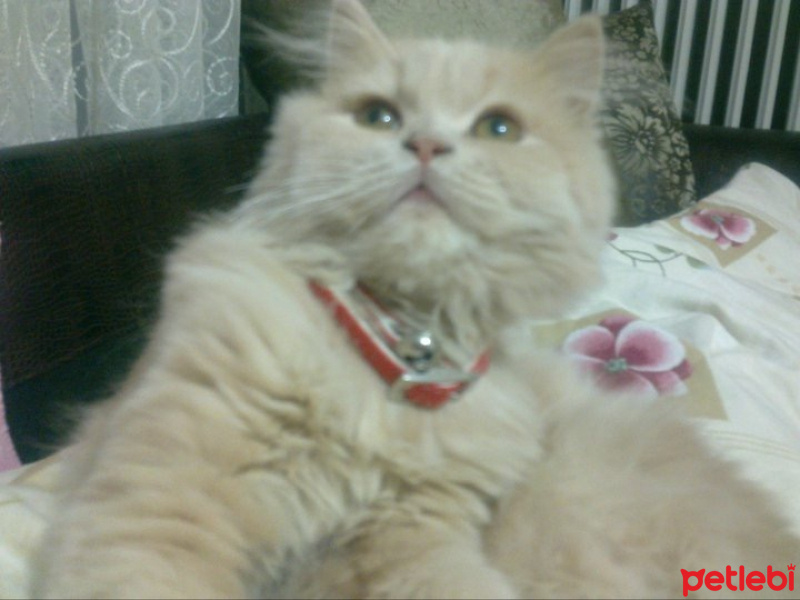 Chinchilla, Kedi  Salep fotoğrafı
