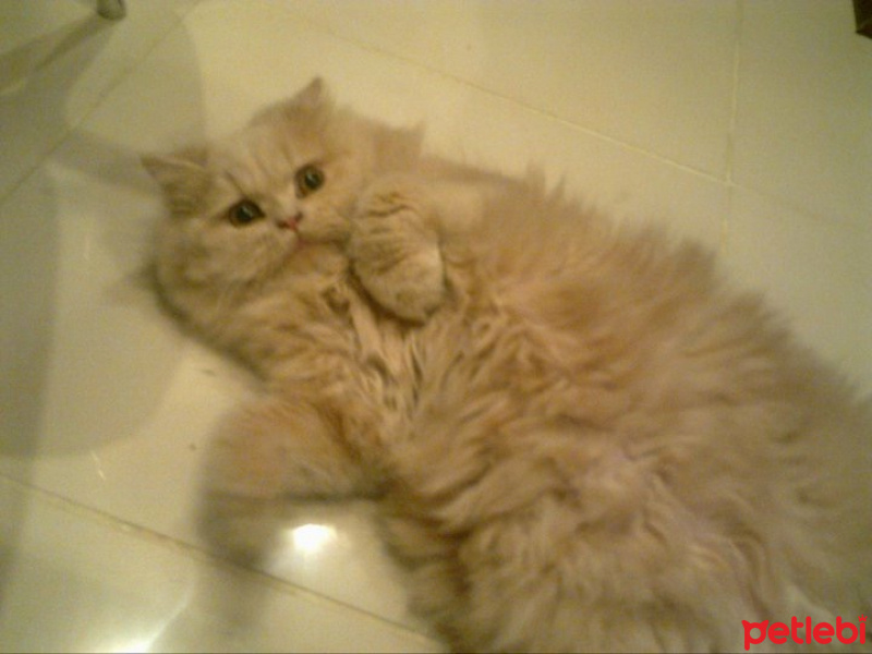 Chinchilla, Kedi  Salep fotoğrafı
