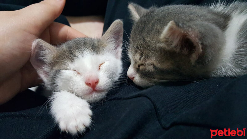 Tekir Kedi, Kedi  Minnoş fotoğrafı