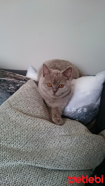 British Shorthair, Kedi  Hezıl fotoğrafı
