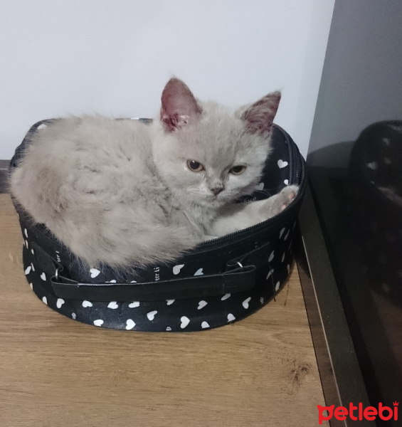 British Shorthair, Kedi  Hezıl fotoğrafı