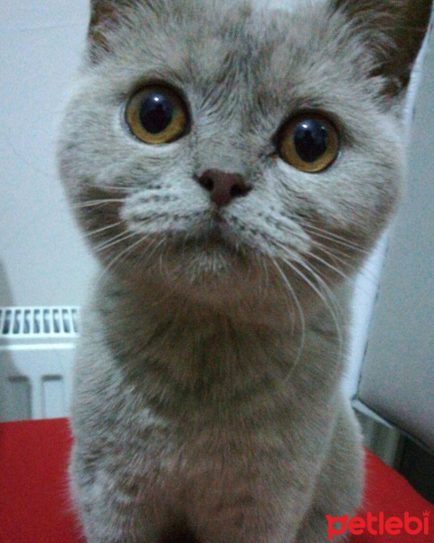 British Shorthair, Kedi  Hezıl fotoğrafı