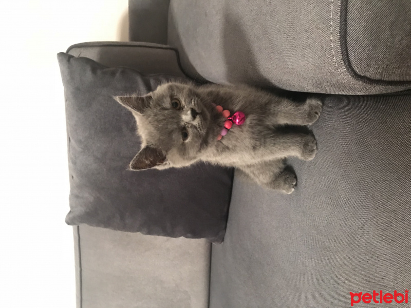 British Shorthair, Kedi  Bihter fotoğrafı