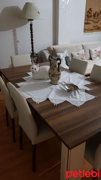 Ankara Kedisi, Kedi  Pamuk fotoğrafı
