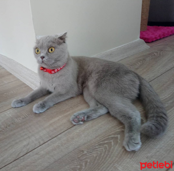 Scottish Fold, Kedi  Çilek fotoğrafı