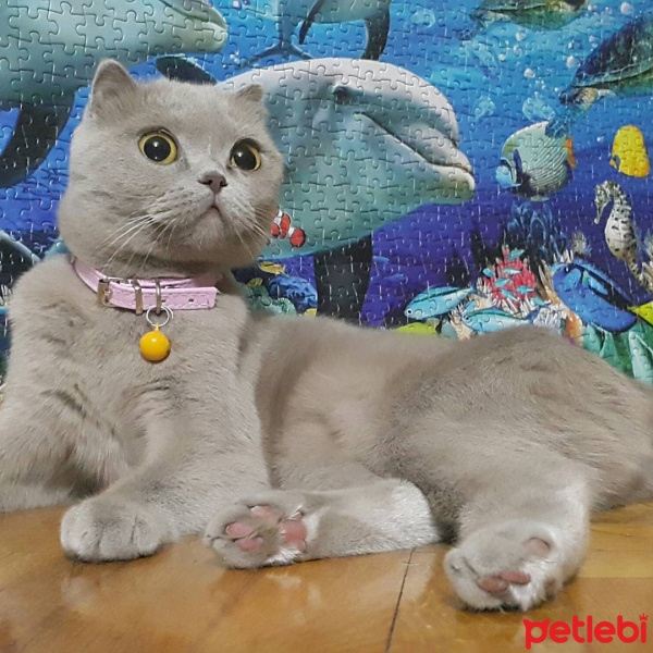 Scottish Fold, Kedi  Çilek fotoğrafı