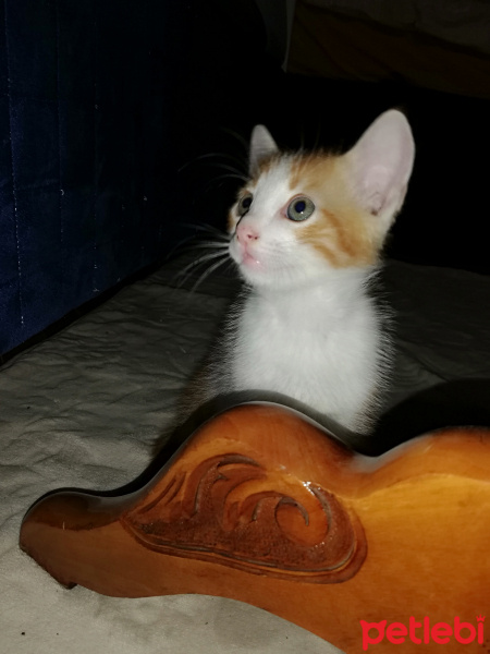 Tekir Kedi, Kedi  Pekmez fotoğrafı