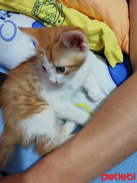 Tekir Kedi, Kedi  Pekmez fotoğrafı