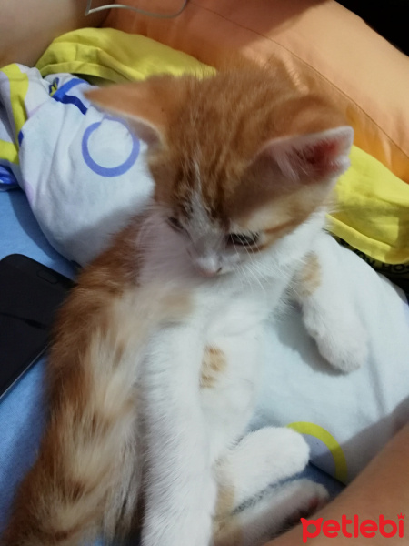 Tekir Kedi, Kedi  Pekmez fotoğrafı