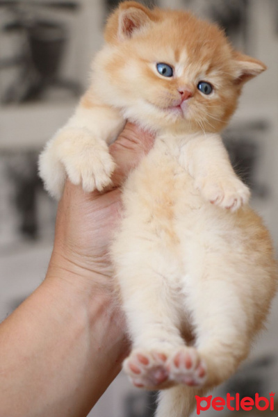 British Shorthair, Kedi  Garfield fotoğrafı