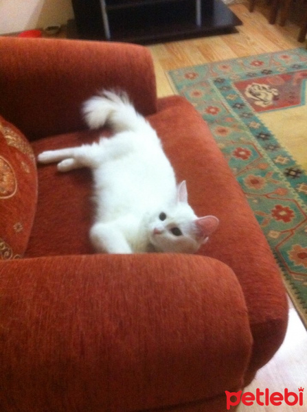 Ankara Kedisi, Kedi  pamuk fotoğrafı