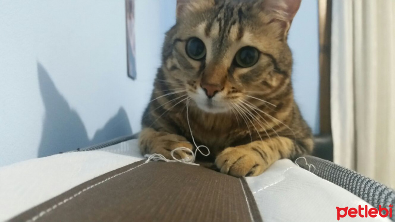 Tekir Kedi, Kedi  Pirinç fotoğrafı