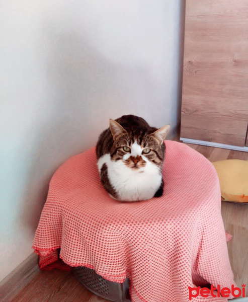Tekir Kedi, Kedi  Muharrem fotoğrafı