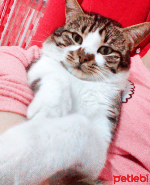 Tekir Kedi, Kedi  Muharrem fotoğrafı
