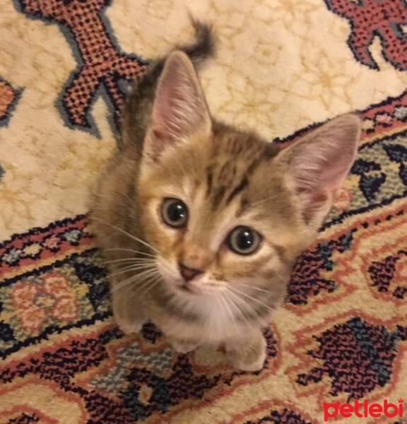 Tekir Kedi, Kedi  Lena fotoğrafı