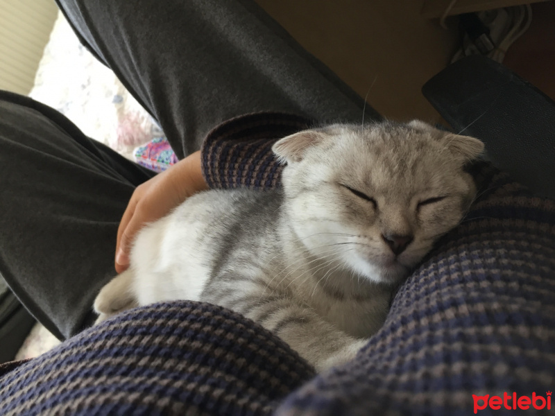 Scottish Fold, Kedi  lily fotoğrafı