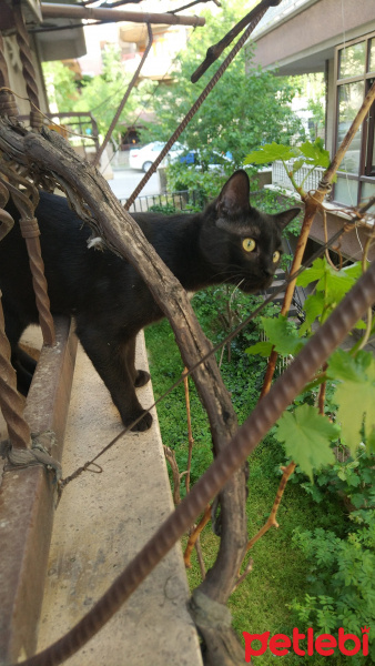 Bombay, Kedi  Mio fotoğrafı