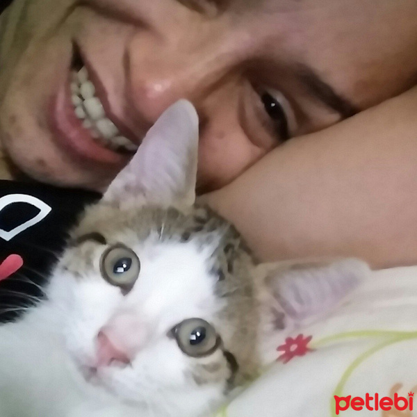 Tekir Kedi, Kedi  Hermes fotoğrafı