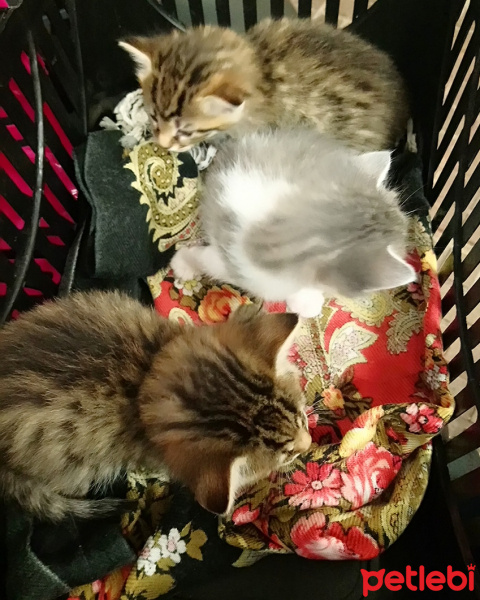 Tekir Kedi, Kedi  Bade, Boncuk, Çapkın fotoğrafı