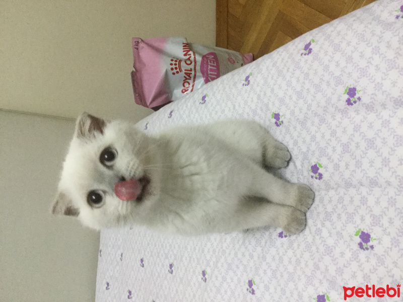 Scottish Fold, Kedi  hedwig fotoğrafı