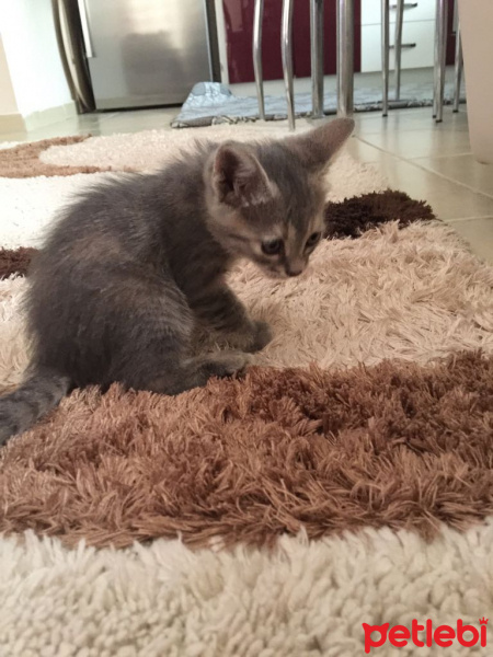 Tekir Kedi, Kedi  kiko fotoğrafı
