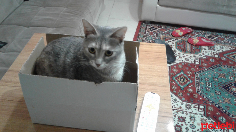 Tekir Kedi, Kedi  kiko fotoğrafı