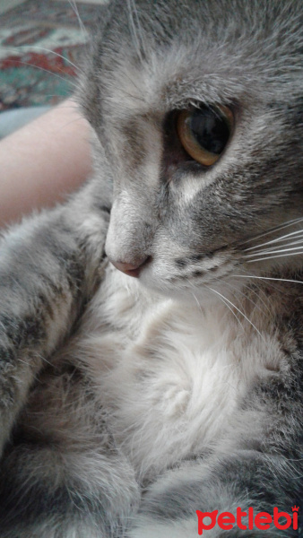 Tekir Kedi, Kedi  kiko fotoğrafı