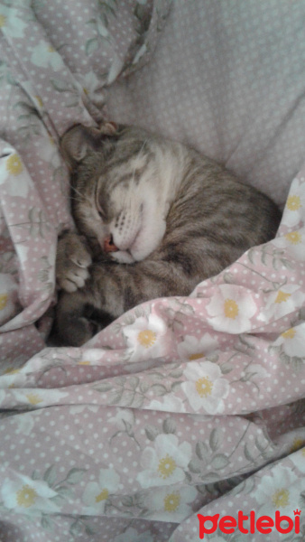 Tekir Kedi, Kedi  kiko fotoğrafı
