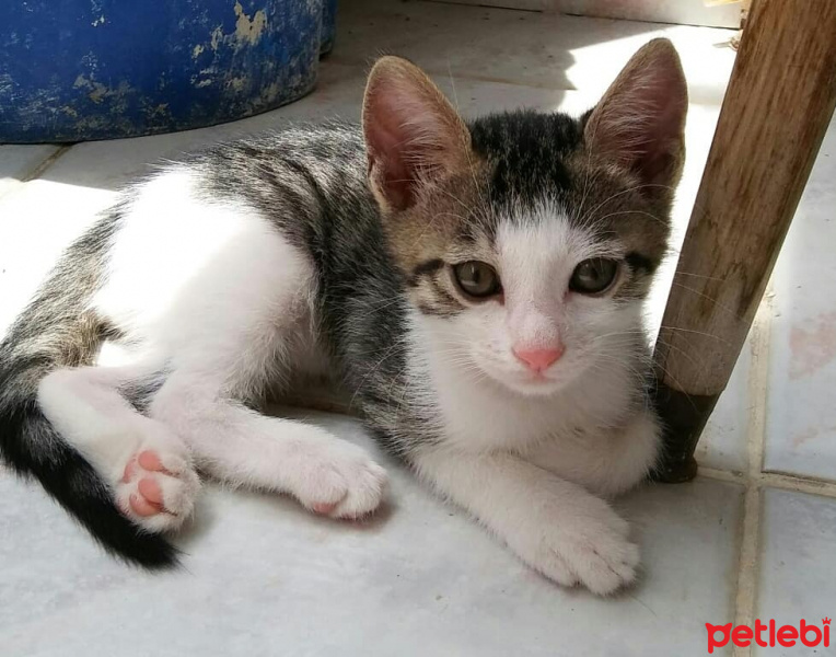 Tekir Kedi, Kedi  Badem fotoğrafı