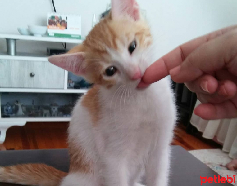 Tekir Kedi, Kedi  Badem fotoğrafı