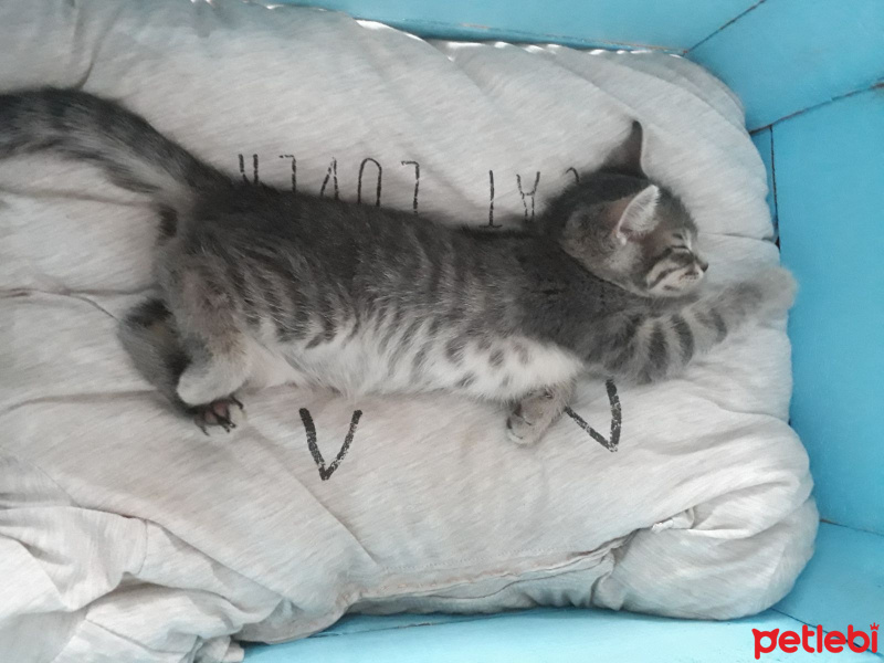 Tekir Kedi, Kedi  Fiona fotoğrafı