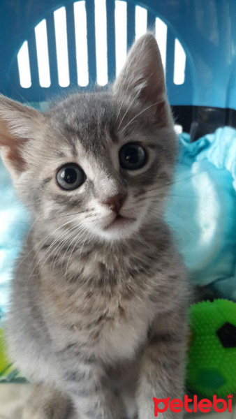 Tekir Kedi, Kedi  Fiona fotoğrafı