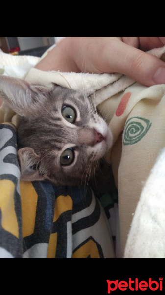 Tekir Kedi, Kedi  Fiona fotoğrafı