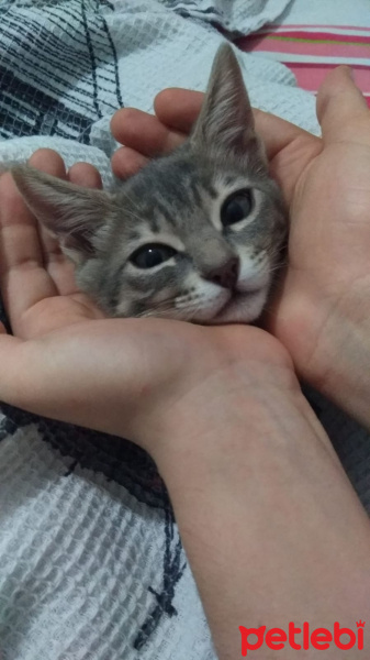 Tekir Kedi, Kedi  Fiona fotoğrafı